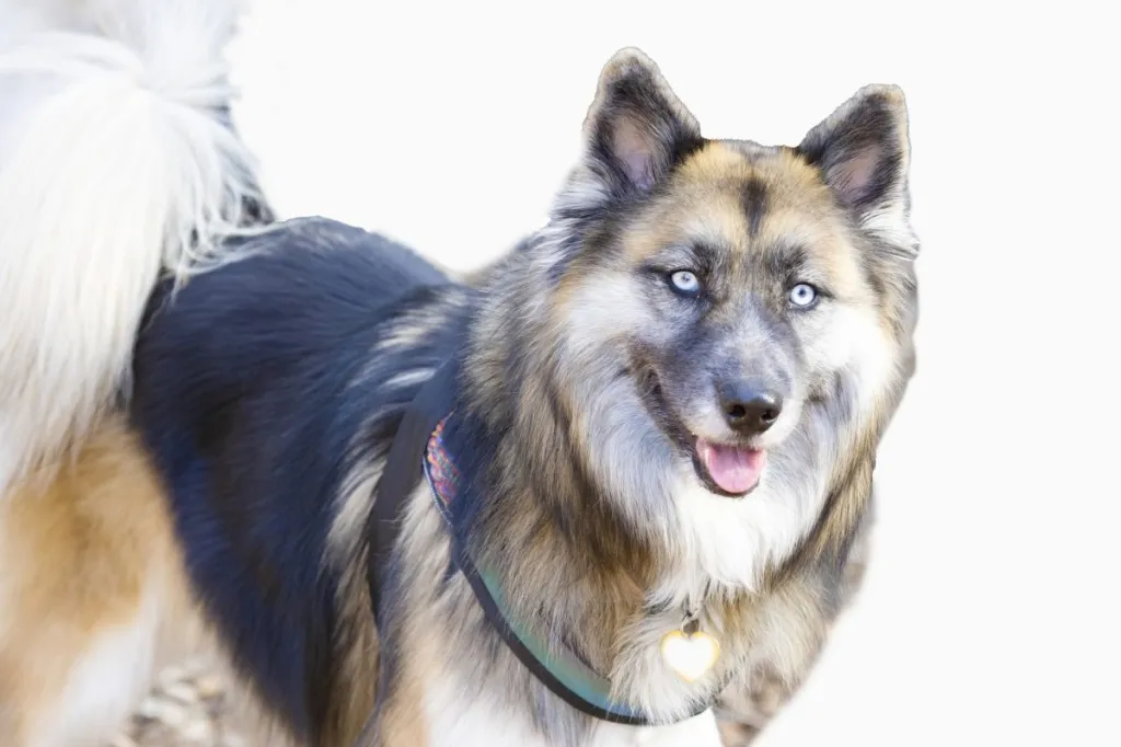 Longhaired Shepsky Dog Looking at Camera