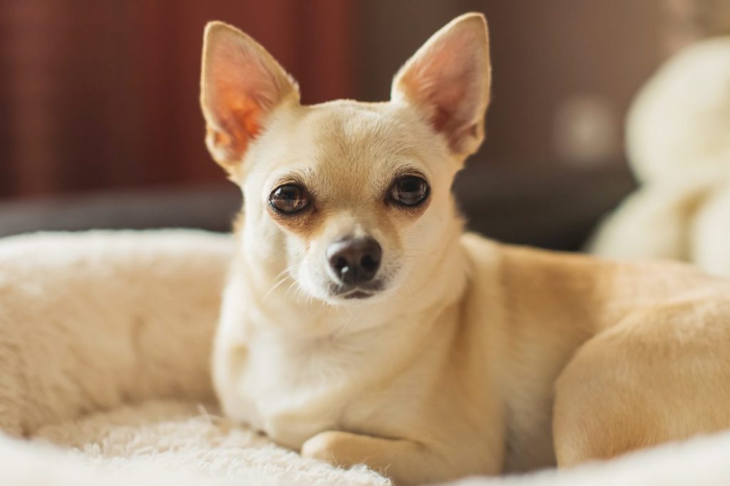 A dog, similar to the Chihuahua who was saved by his owner from a coyote in South Carolina.
