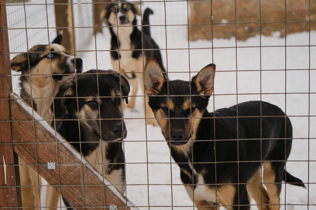 Warsaw store animal shelter