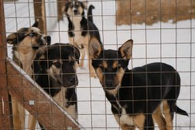 Animal shelter dogs in snow, similar to the shelter dogs in Poland who got temporarily adopted amid urgent appeal due to harsh winter.