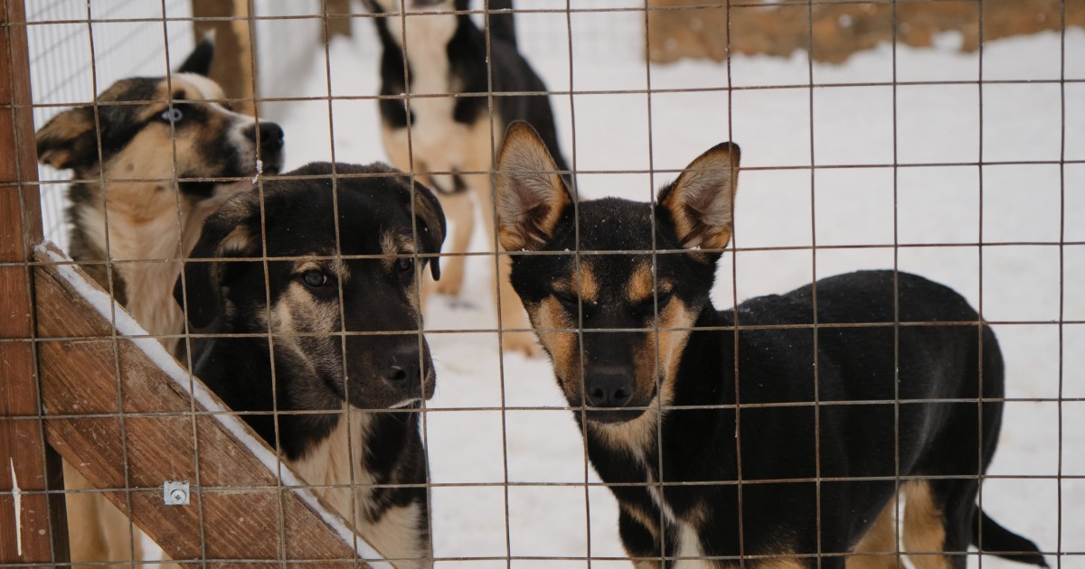 Poland Shelter Sees 120 Dogs Adopted Amid Urgent Appeal(02)