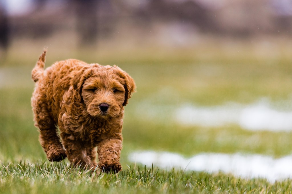An Aussiepoo puppy walking in greenery field