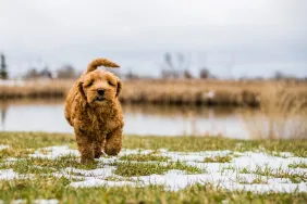 An Aussiedoodle puppy running in greenery field
