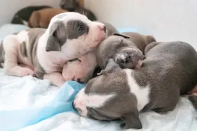 Puppies, similar to the ones who were found after being stolen in a car theft in Washington, D.C.