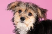 Morkie puppy on pink background and looking at camera.