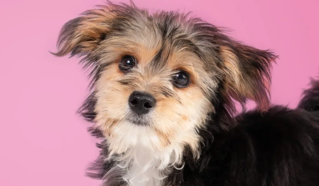 Morkie puppy on pink background and looking at camera.