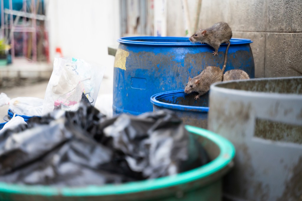 Rats feasting on remains in a trash bin, a group of dog owners are usin their dogs to tackle Washington D.C.'s rat problem has