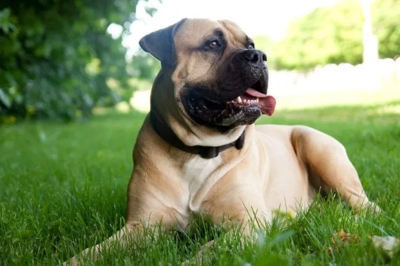 Bullmastiff, one of the Mastiff breeds, lying in the grass on a warm summer day.