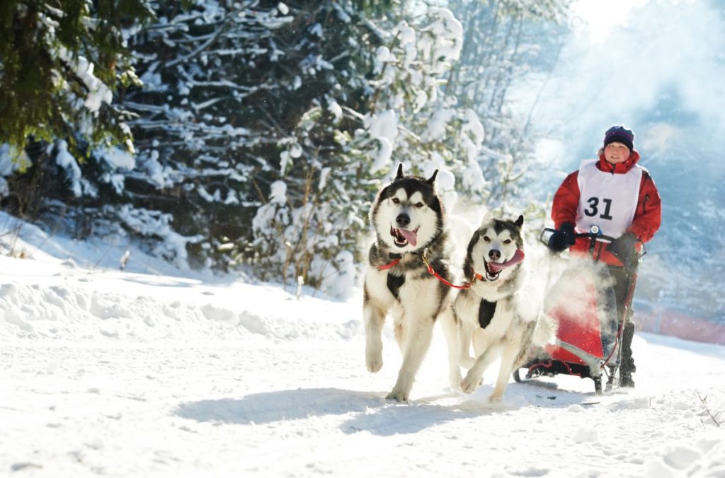 Dogs with musher participating in sled dog race, similar to a scene of Minnesota Beargrease Sled Dog Marathon.
