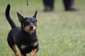 A smart and energetic dog, the Lancashire Heeler, is the newest member to join the American Kennel Club's approved roster.