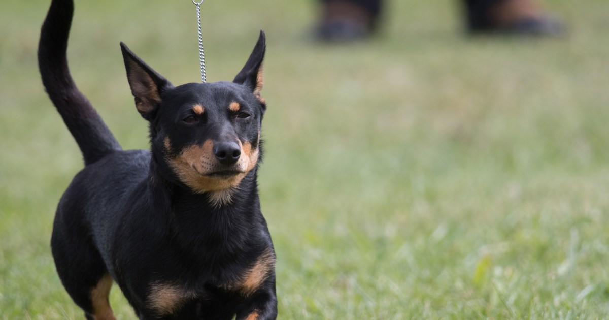 Lancashire Heeler Is Newest Breed To Join American Kennel Club