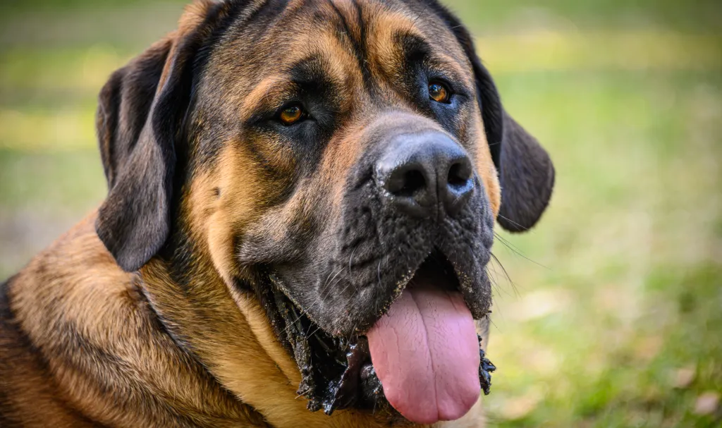 A close-up of an expressive English Mastiff, one of the Mastiff breeds.
