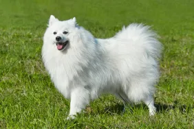 A smiling Japanese Spitz standing on grass, like the famous Canadian Spitz whose missing taxidermy mount was rediscovered.