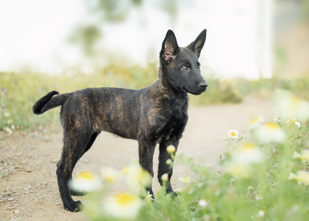 Long haired store dutch shepherd puppies