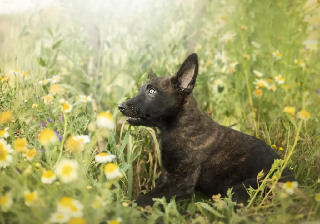 A Dutch Shepherd puppy playing in a flower field.