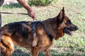 A German Shepherd, similar to the service dog who was shot dead in Michigan.