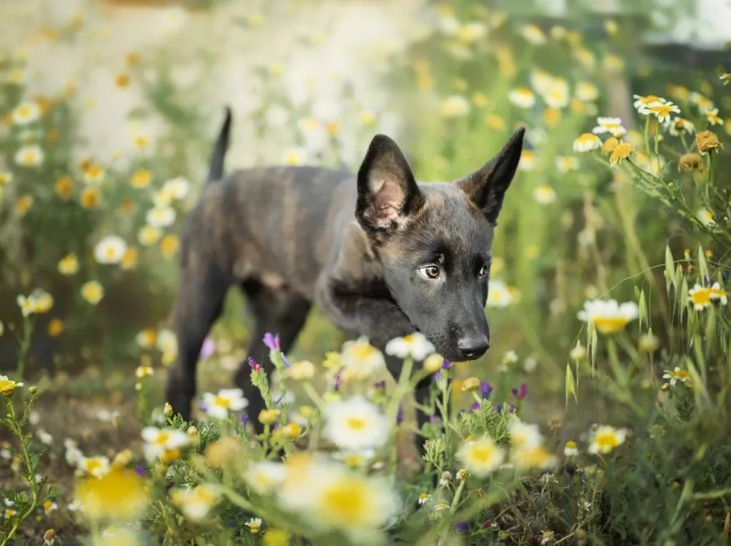 One of the cute Dutch Shepherd puppies in a flower field.