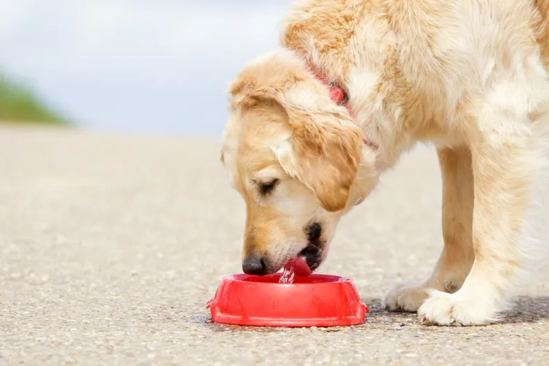 Golden Retriever drinking water, unlike the pet dogs who are not drinking enough water and are dehydrated.