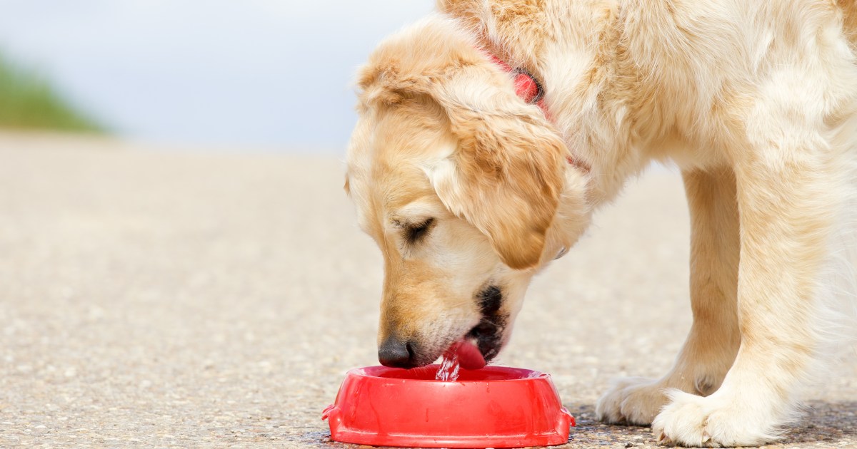 What To Do if My Dog Doesn’t Drink Enough Water Causes and Solutions