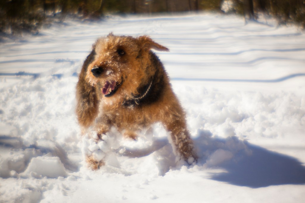 An Airedale Terrier playing in the snow.