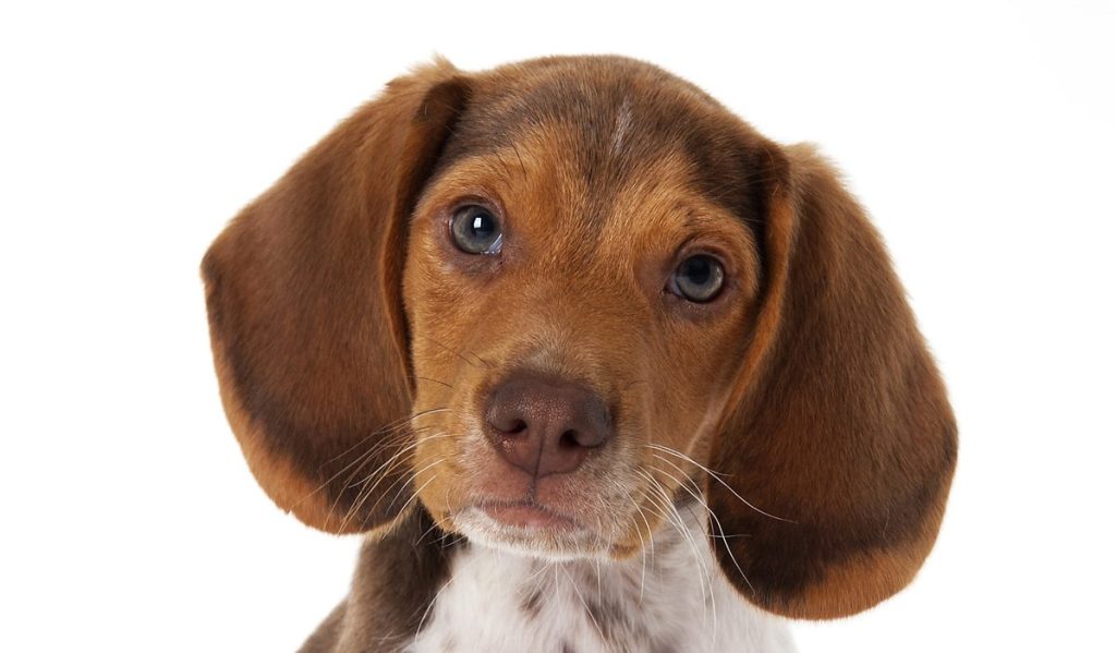 Cute Pocket Beagle Puppy sitting on studio white background. Puppy looking at camera.