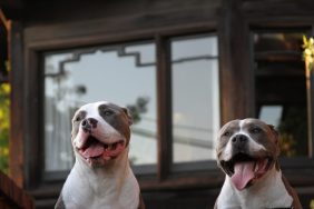 Two Pit Bulls standing side by side with tongue out, two similar Pit Bulls charged at Philadelphia police in dog attack.
