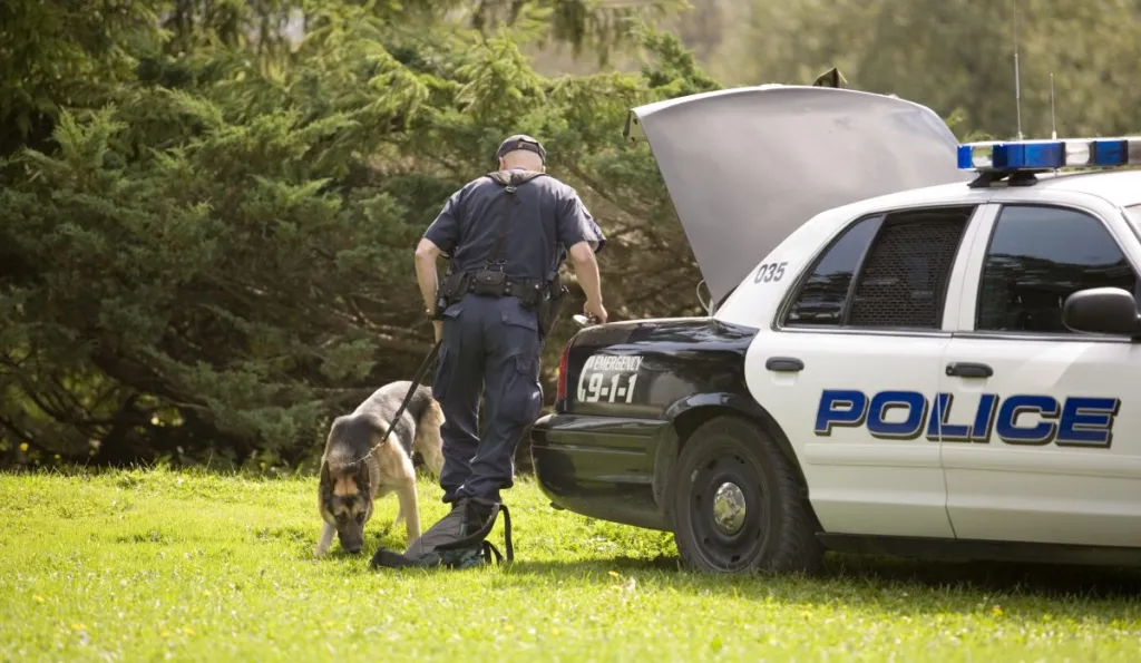 A leashed police dog sniffing something next to a police car, police dog attacks are common in California according to an ACLU report.
