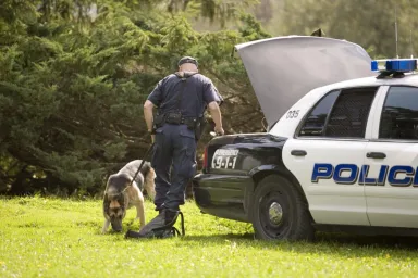 A leashed police dog sniffing something next to a police car, police dog attacks are common in California according to an ACLU report.