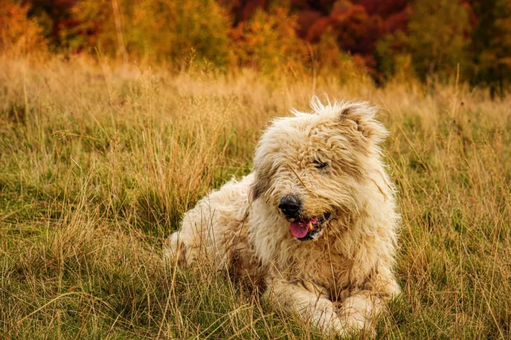 Romanian mioritic shepherd dog on autumn background