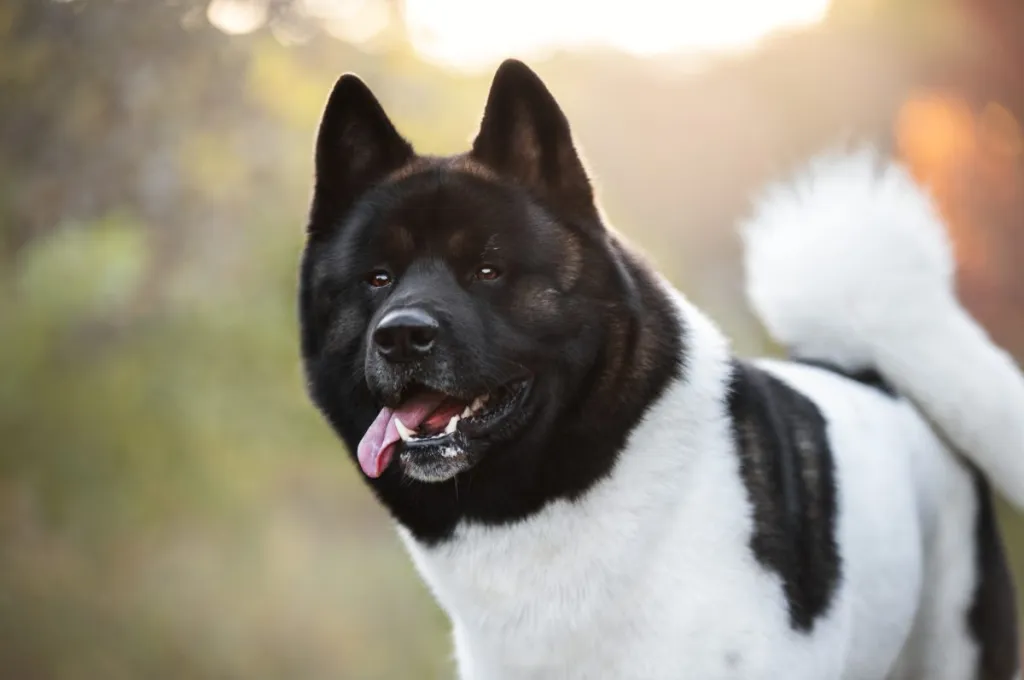 Beautiful American Akita dog portrait in the autumn forest