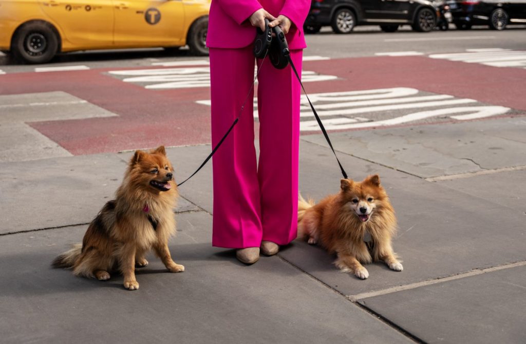 Portrait of cute Pomeranian Dogs with woman legs (low section) on the street, New York. The Upper East Side is facing a dog poop problem.