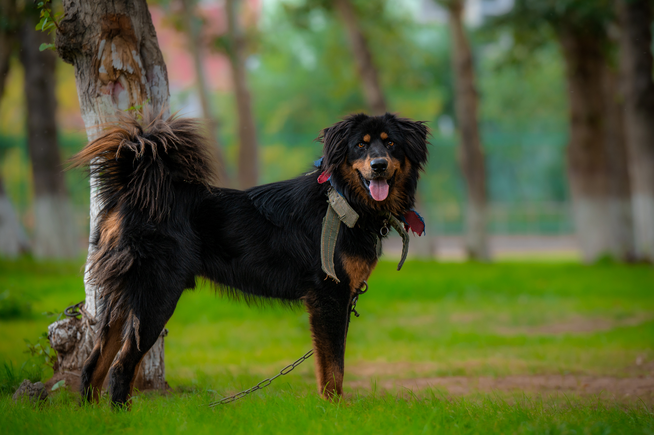 Tibetan puppy best sale