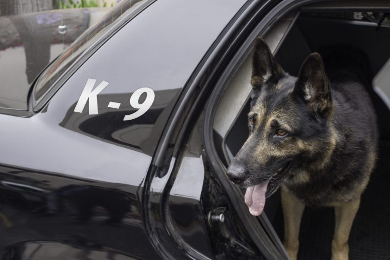 A police dog, similar to the many canines who face early retirement due to several states legalizing marijuana in the United States.