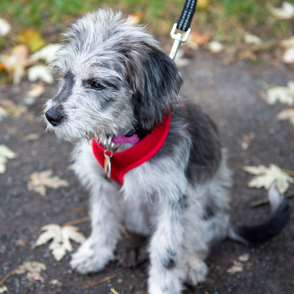 Aussiedoodle pupppy looking away