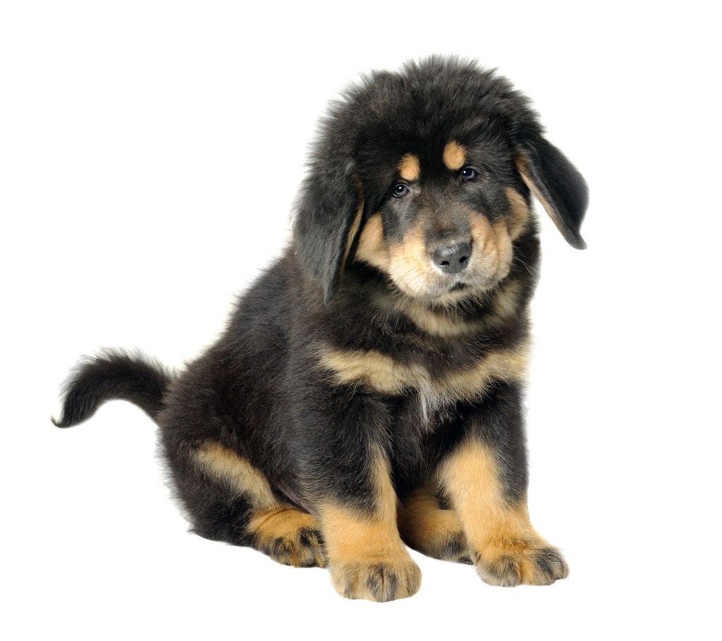 A Tibetan Mastiff puppy looking cute. 