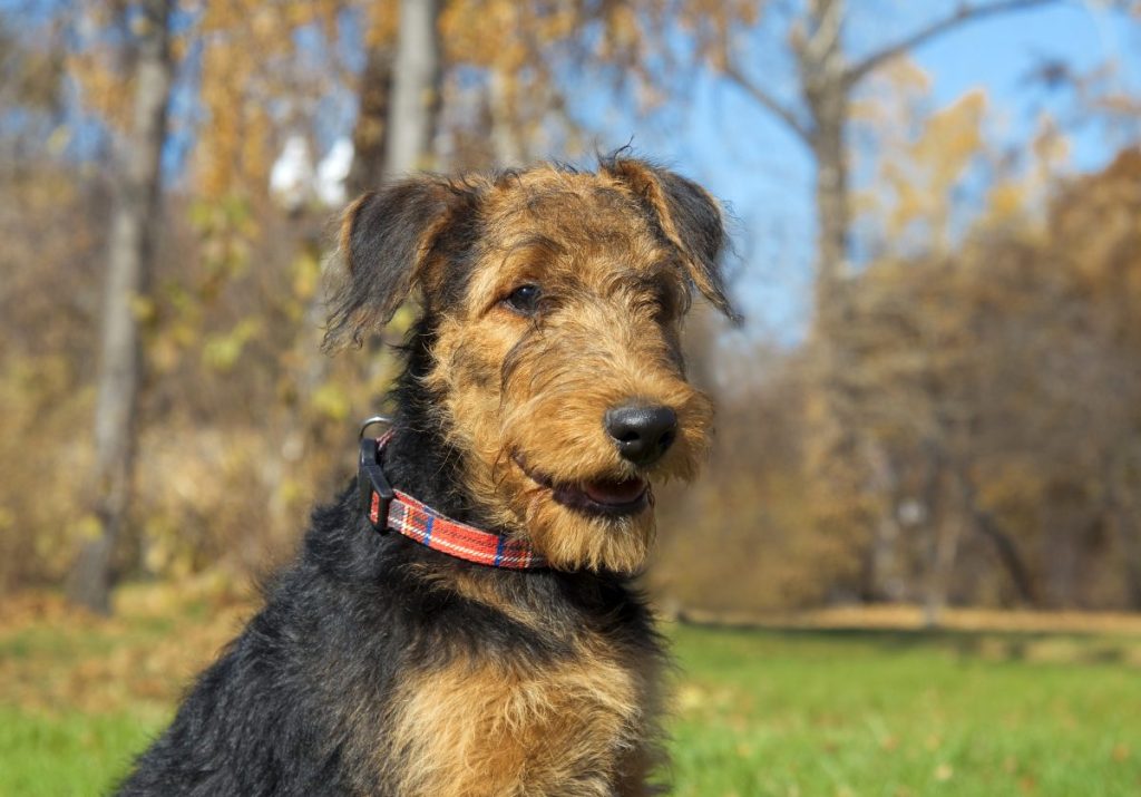 An Airedale Terrier in a park.