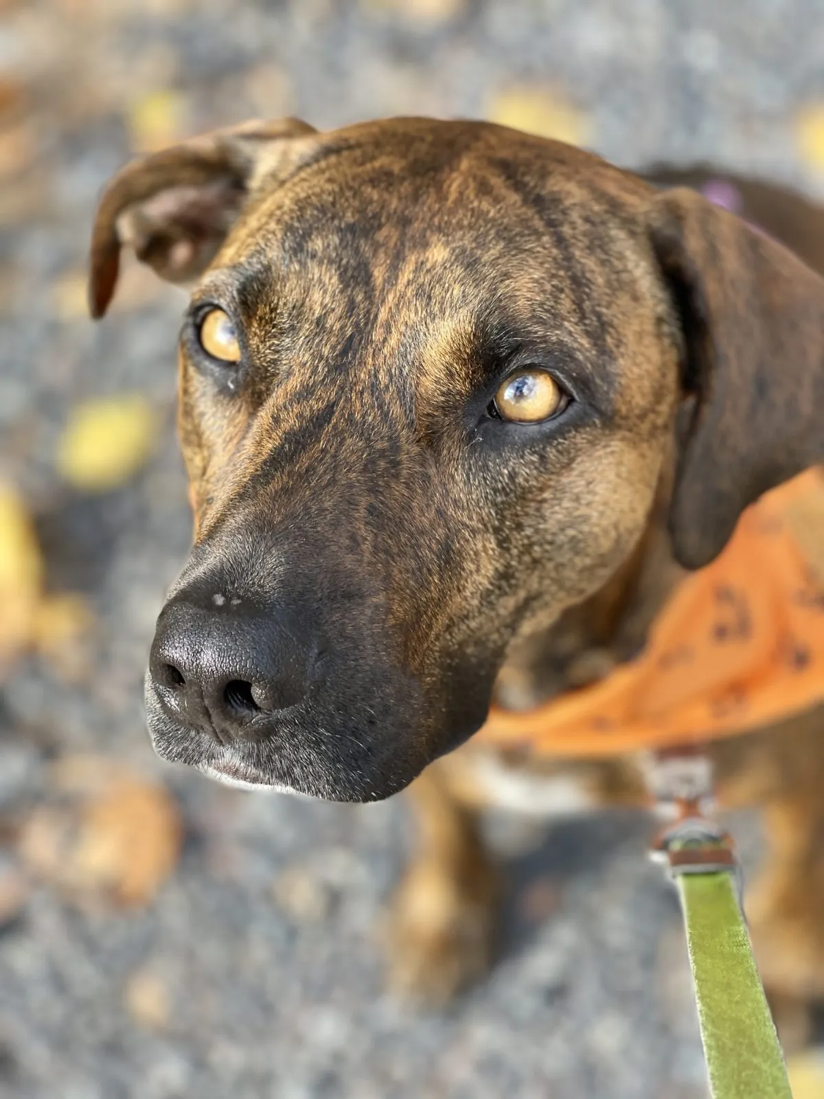 Black and best sale tan plott hound