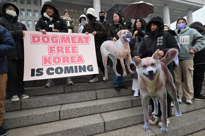 Animal rights activists hold placards during a rally welcoming a bill banning South Korean dog meat trade at the National Assembly in Seoul on January 9, 2024. South Korea's parliament on January 9, passed a bill banning breeding, slaughtering and selling dogs for their meat, a traditional practice that activists have long called an embarrassment for the country. (Photo by JUNG YEON-JE / AFP) (Photo by JUNG YEON-JE/AFP via Getty Images)