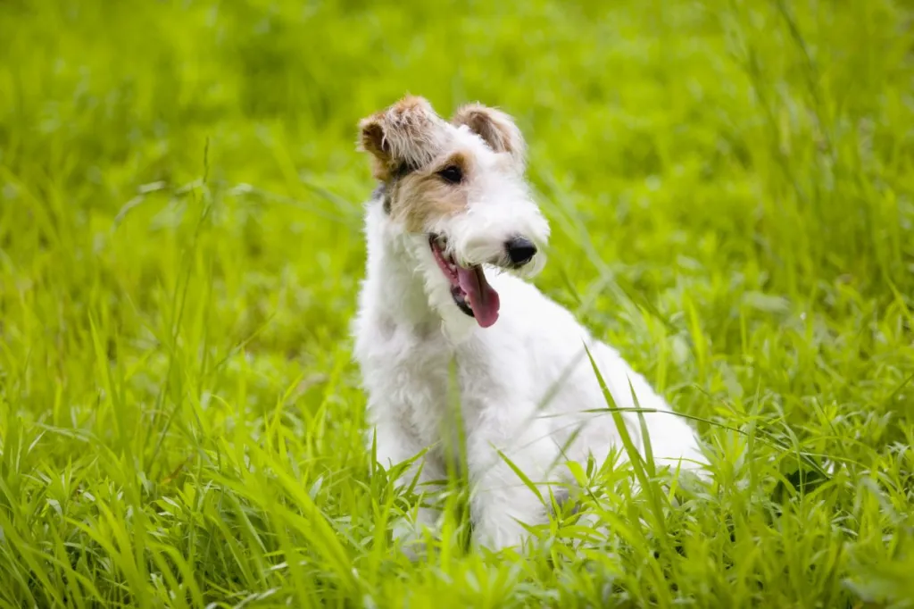 Wire fox terrier sitting in tall grass, looking away