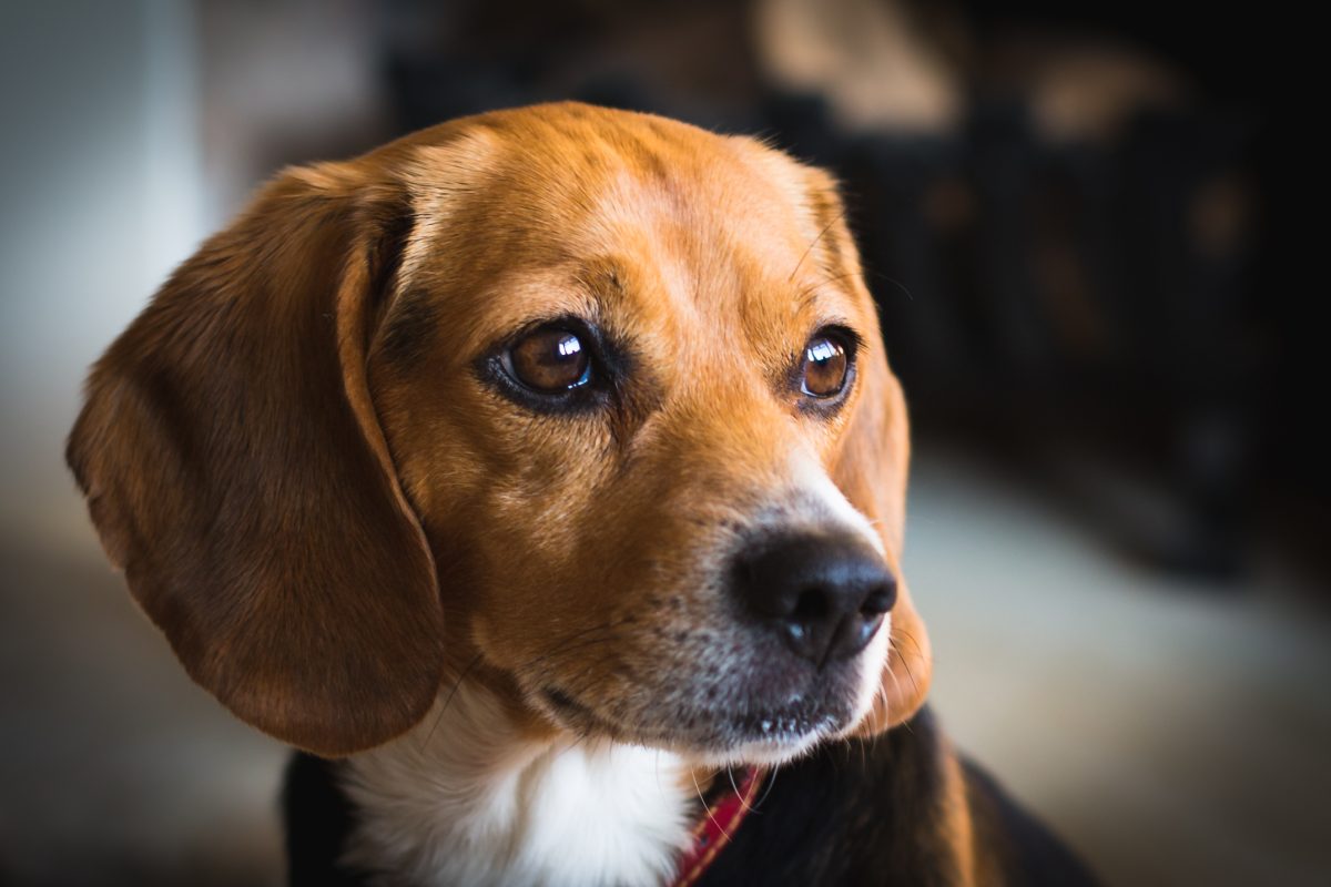 Small beagles store