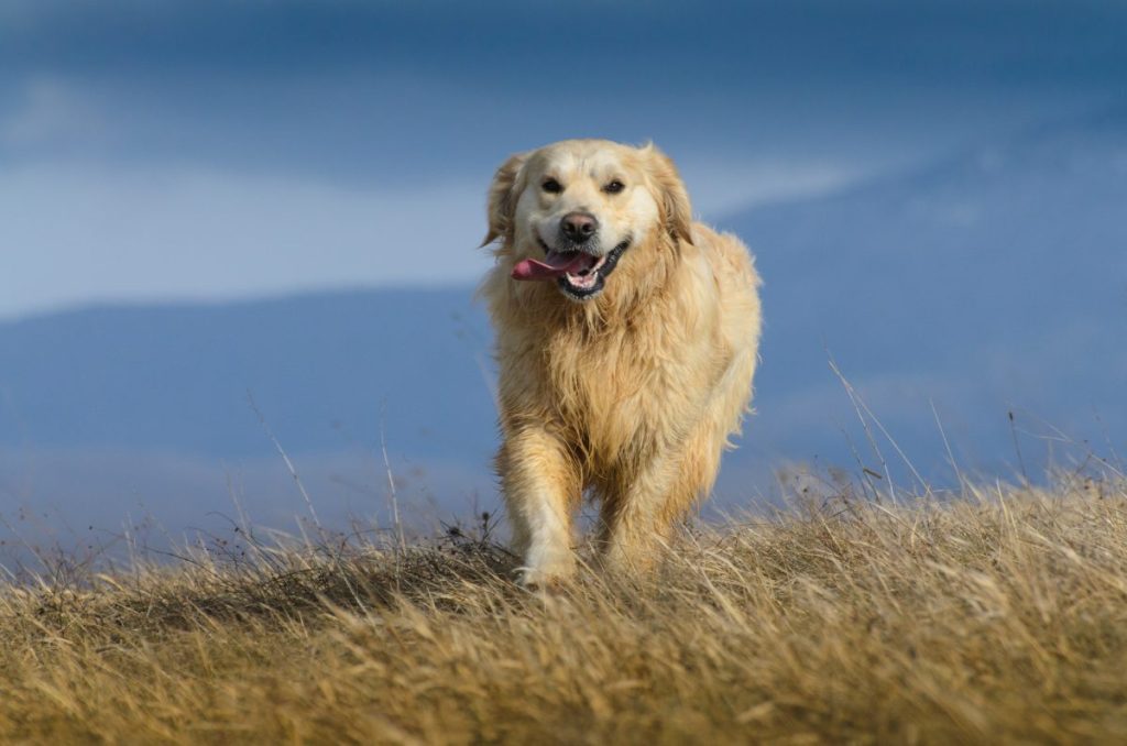 A Golden Shepherd dog running on dry grass, like the Texas dog trained to sniff out invasive species.