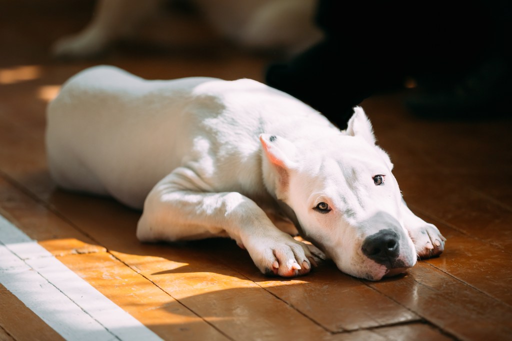Picture of an adorable Dogo Argentino lounging on the floor, looking into the camera.