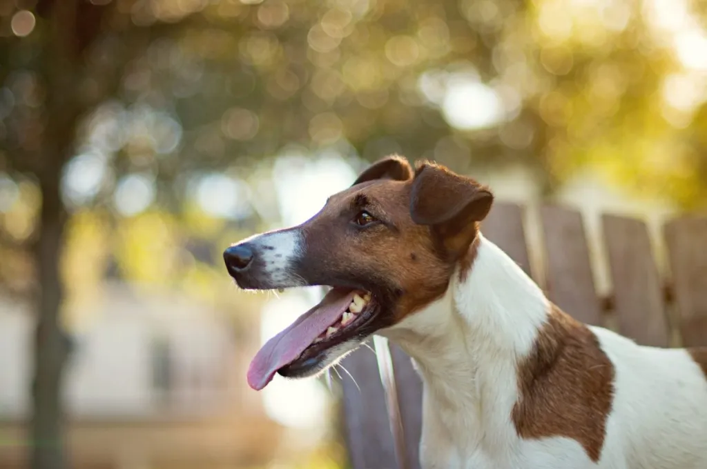A Smooth Fox Terrier looks to the left side of the photo.