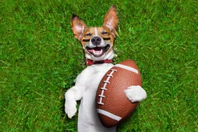A puppy lying on a field, holding a football, similar to the puppies participating in the Puppy Bowl XX.