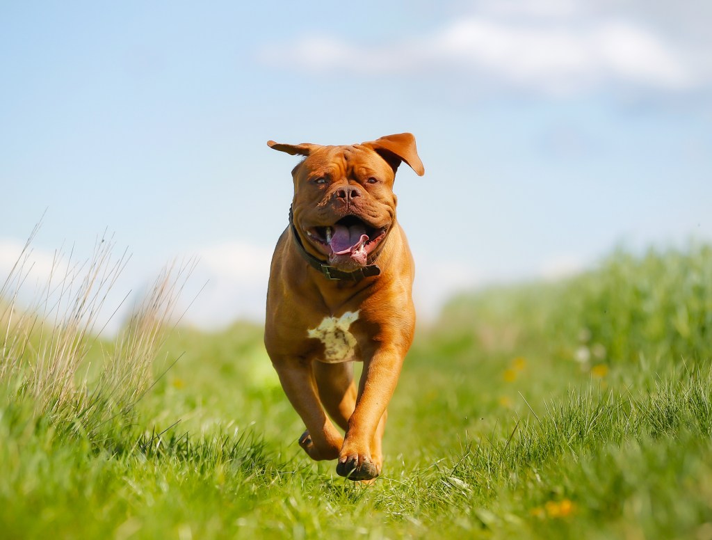 Purebred French Mastiff running outdoors on a sunny summer day.