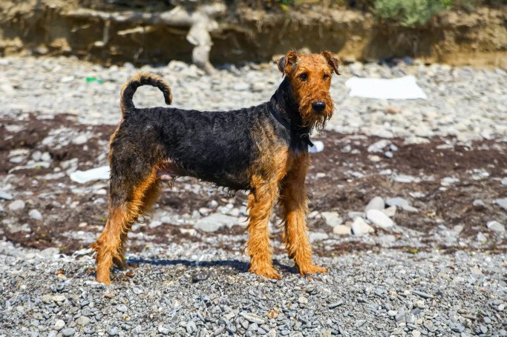 An Airedale Terrier outdoors.