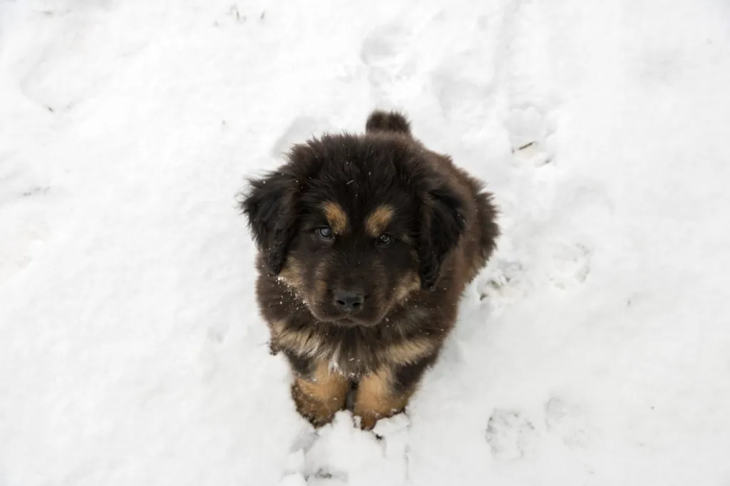 A cute Tibetan Mastiff puppy in the snow.