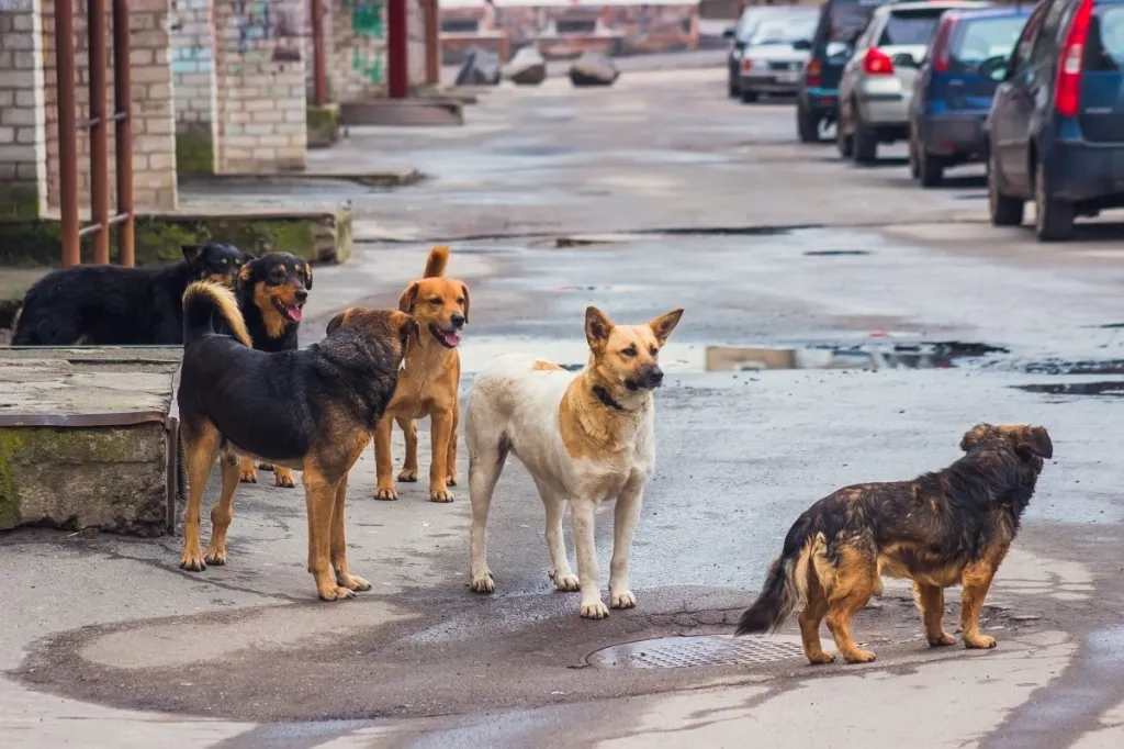 Stray dogs on the street, like those treated cruelly in China.