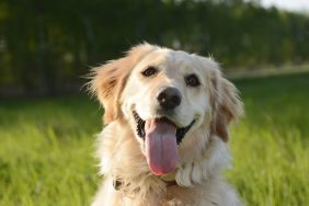 A happy Golden Retriever smiling with tongue out. You can accurately decode your dog's facial expressions if they have a plain, single-colored face according to a recent scientific study.
