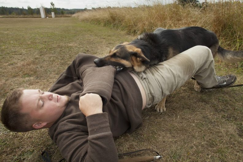 A dog biting a man who's on the ground on the hand during training, training will help curb rise in dog bites from COVID.